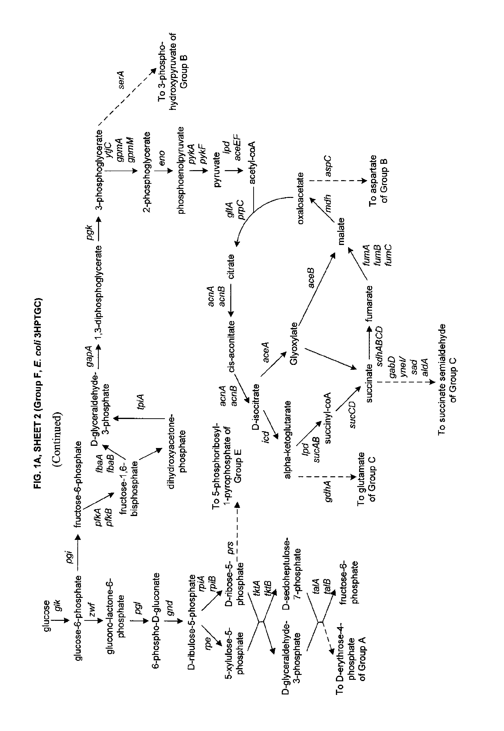Methods, systems and compositions for increased microorganism tolerance to and production of 3-hydroxypropionic acid (3-hp)