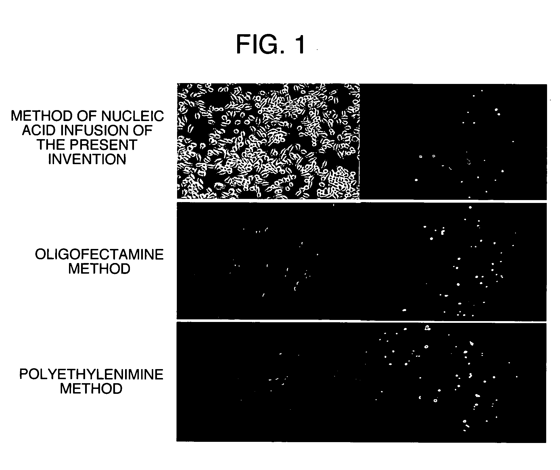 Method of nucleic acid infusion