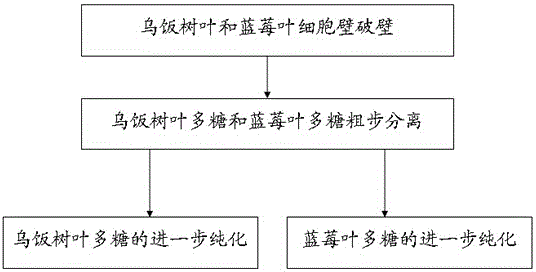 Separation and purification method for Vaccinium bracteatum Thunb. leaf polysaccharide and blueberry leaf polysaccharide