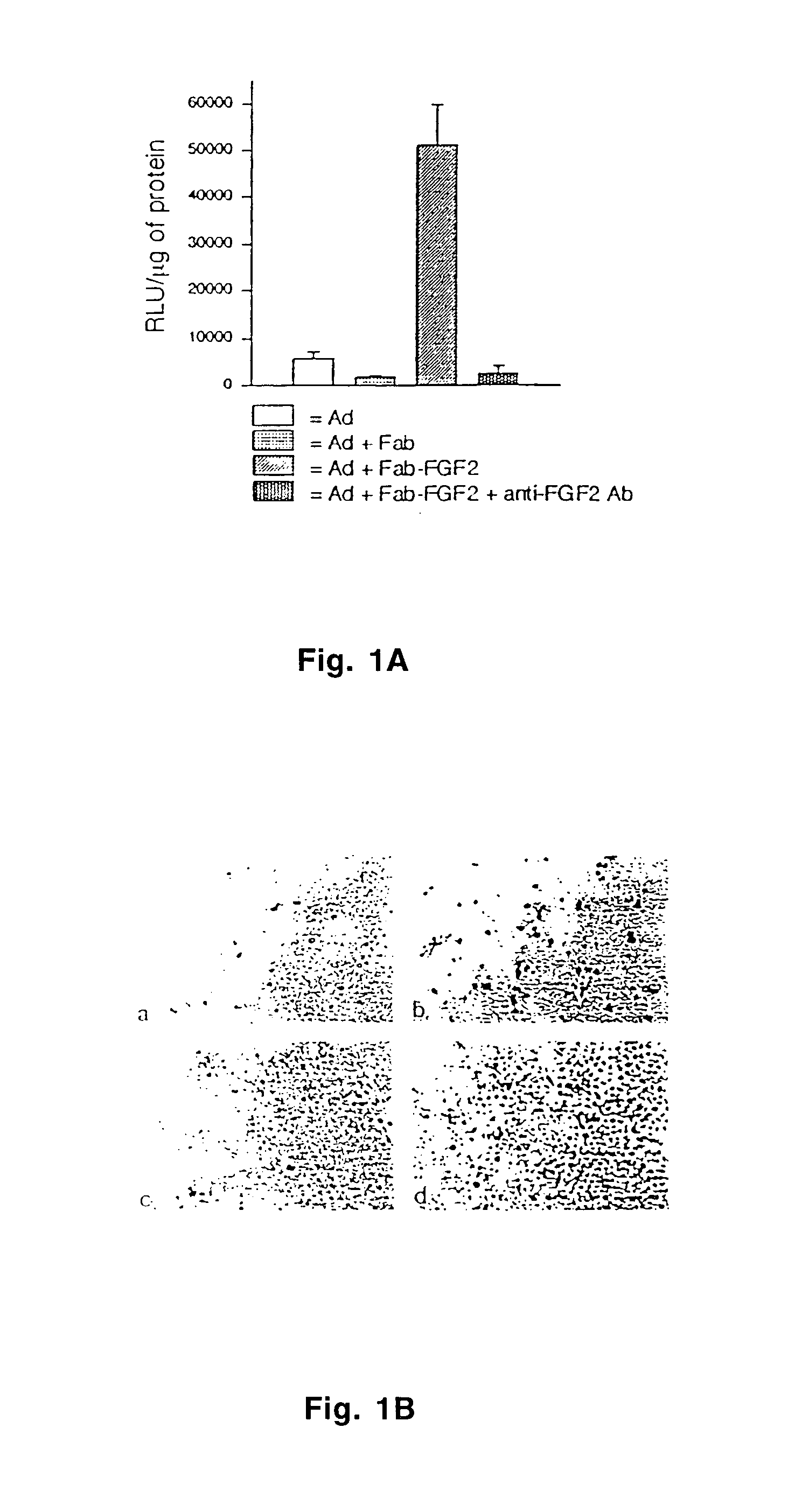 Infectivity-enhanced conditionally-replicative adenovirus and uses thereof