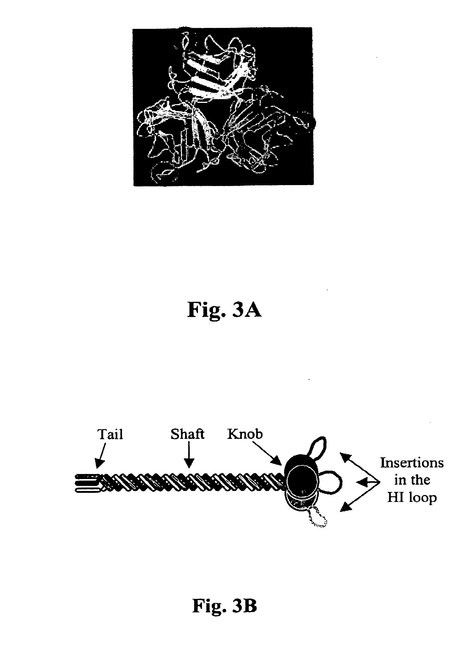 Infectivity-enhanced conditionally-replicative adenovirus and uses thereof