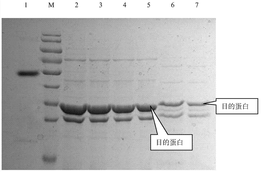 Staphylococcus aureus SpA5 mutant, as well as preparation method and application thereof