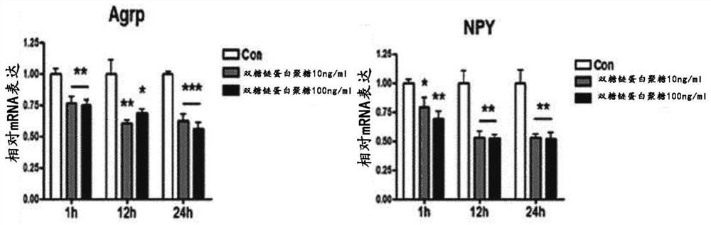 Pharmaceutical composition for preventing or treating obesity containing biglycan as active ingredient