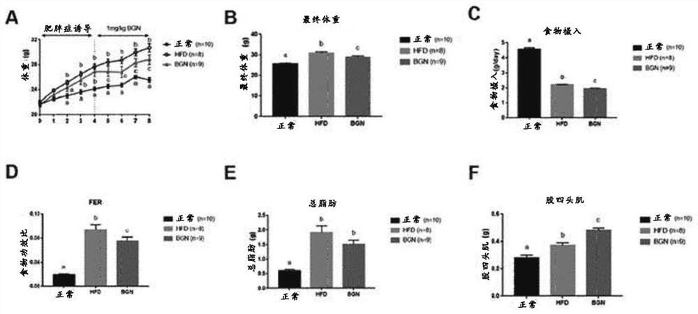 Pharmaceutical composition for preventing or treating obesity containing biglycan as active ingredient