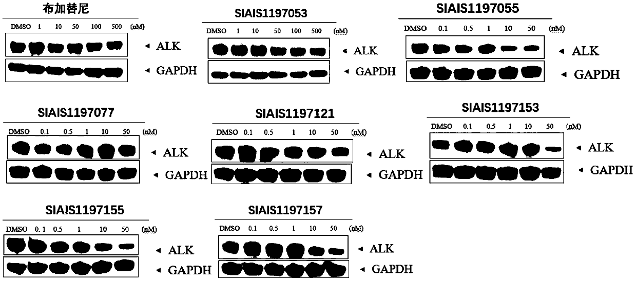 ALK (anaplastic lymphoma kinase) protein degradation agent and anti-tumor application thereof