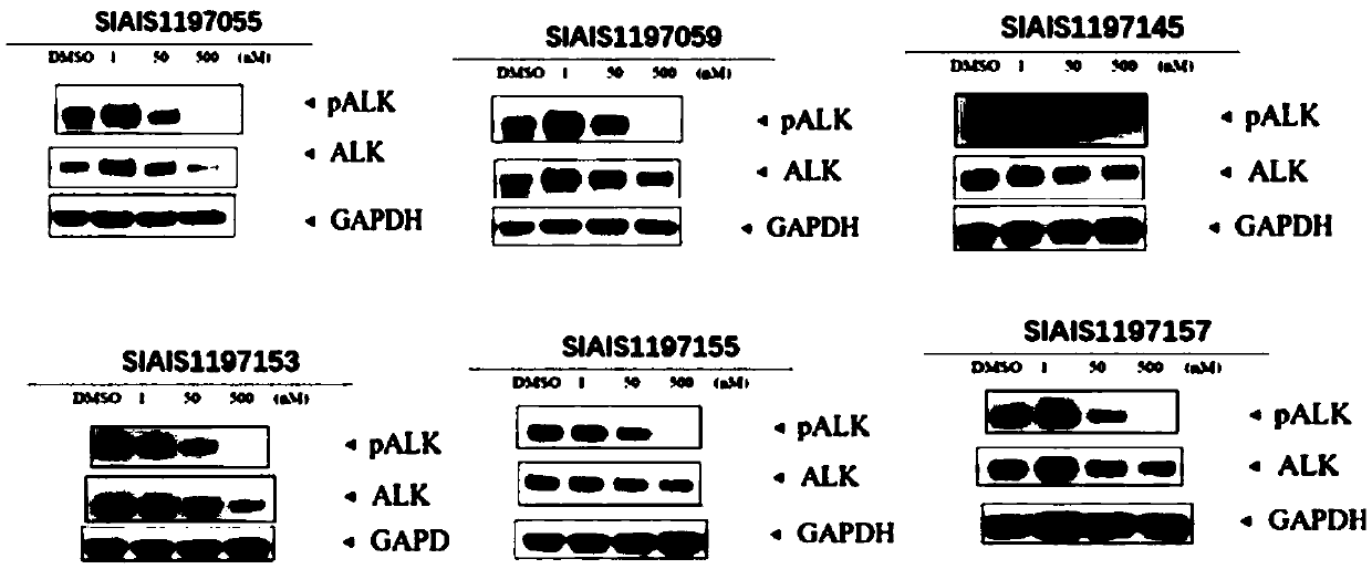 ALK (anaplastic lymphoma kinase) protein degradation agent and anti-tumor application thereof