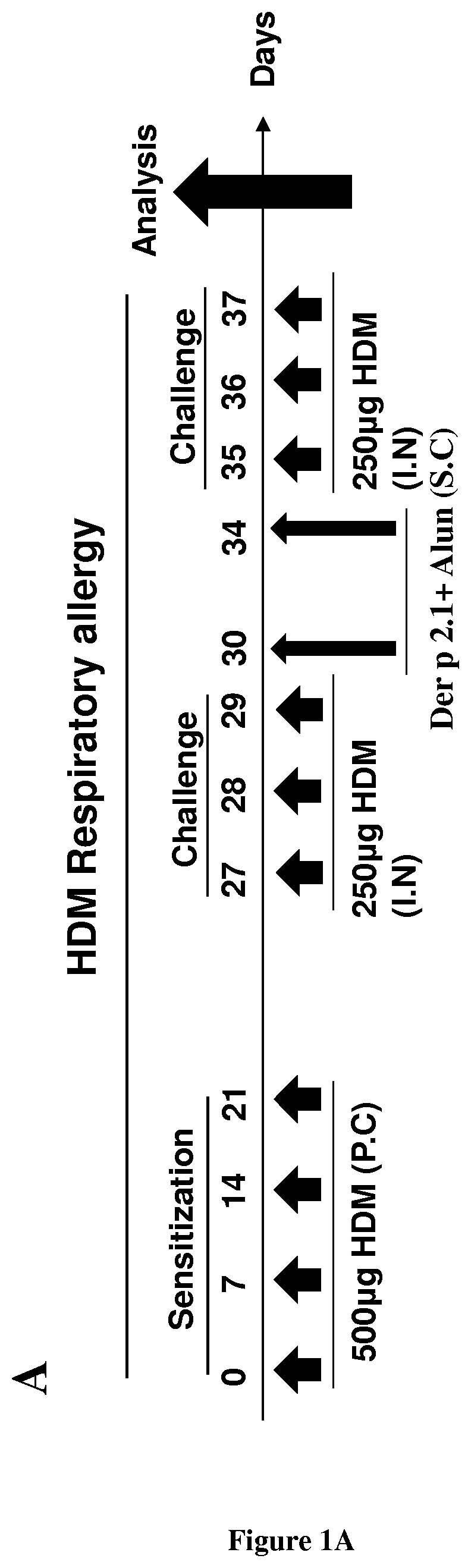 Methods and composition for the treatment of allergic asthma