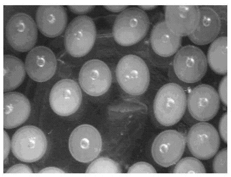 An ionic liquid-loaded hollow liquid-core microencapsulated cell and its application