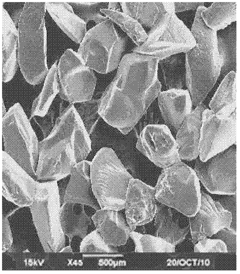 One-step continuous granulation preparation method for water absorbent granule