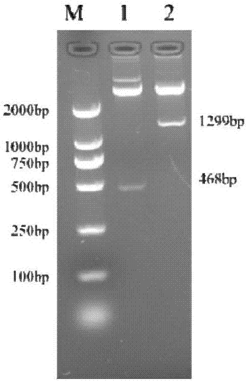 Construction method of cow mastitis pathogenic bacterium triple epitope gene and garrupa c type lysozyme gene recombinant adenovirus and application