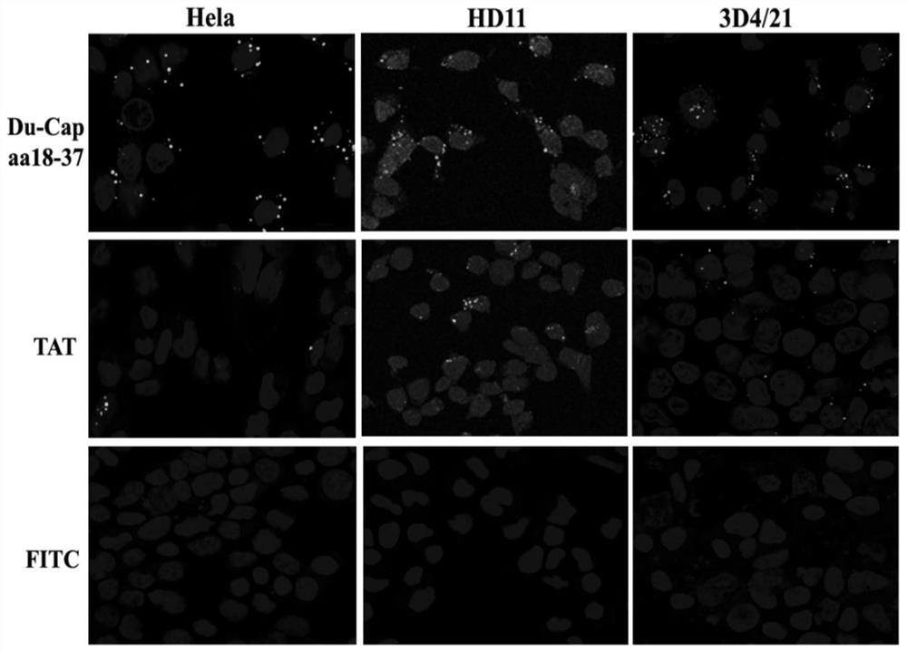 A kind of cell-penetrating peptide derived from cap protein of duck circovirus and its design method and application