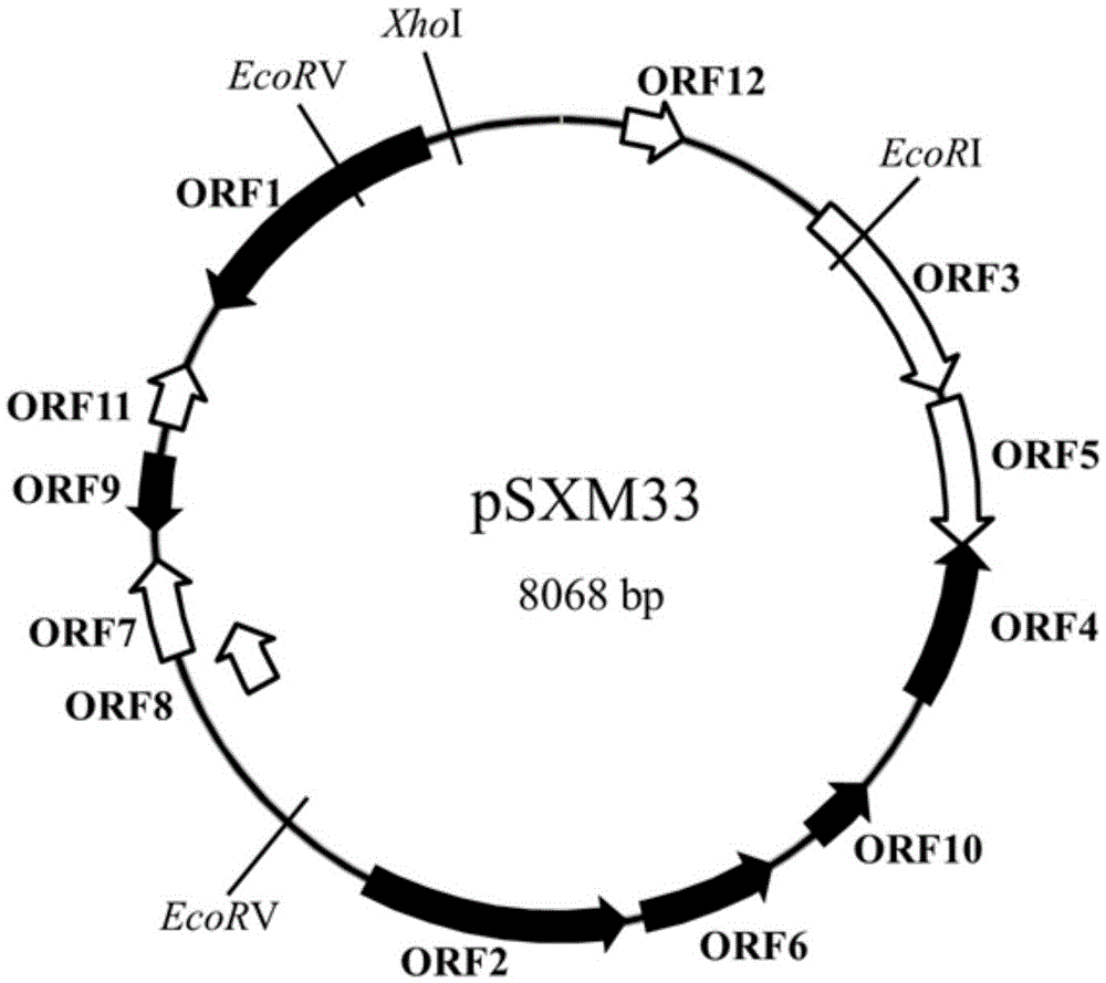 Plasmid carrier construction method applied to Shewanella