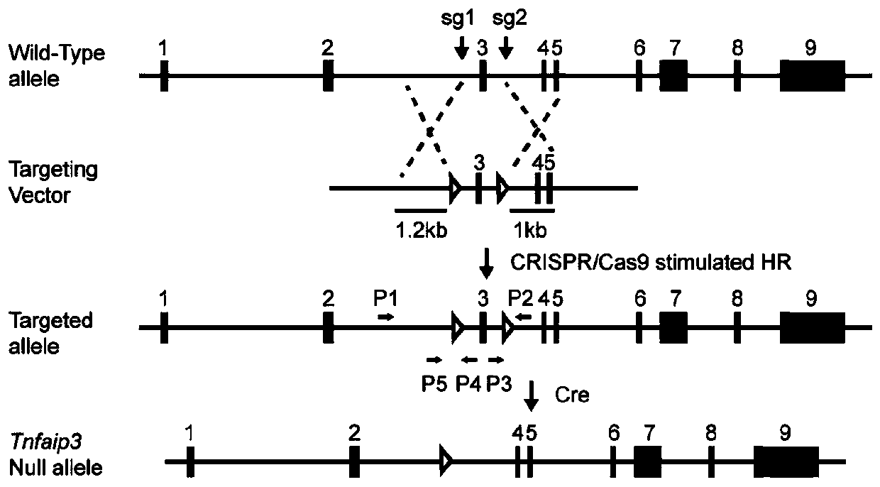 Application of Tumor Necrosis Factor α-Inducible Protein 3 in the Preparation of Drugs for Treating Diabetic Cardiomyopathy