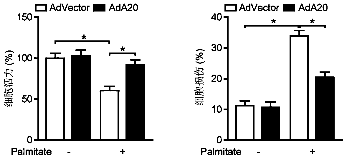 Application of Tumor Necrosis Factor α-Inducible Protein 3 in the Preparation of Drugs for Treating Diabetic Cardiomyopathy