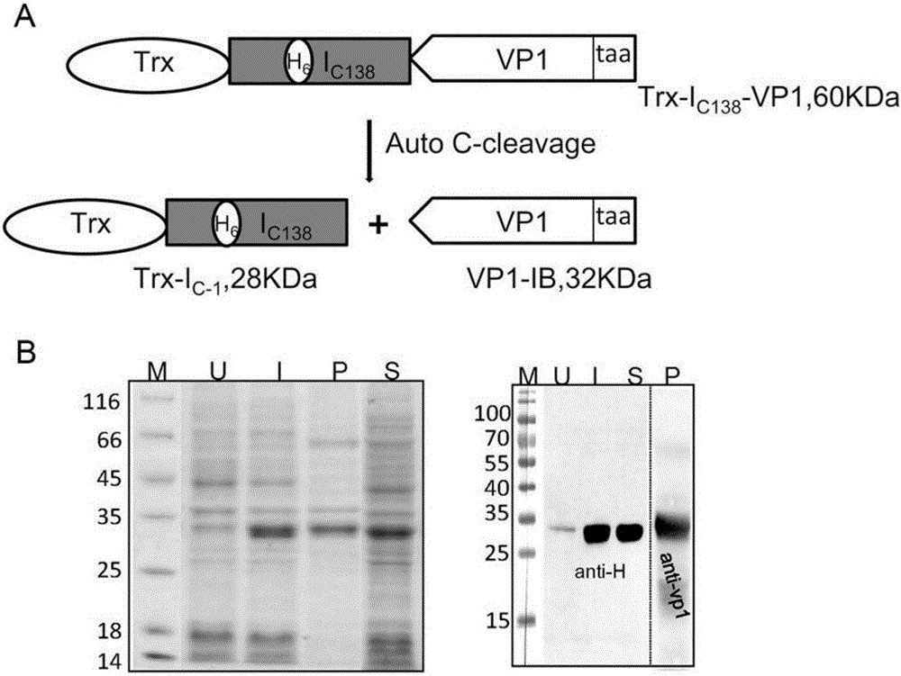 Method for preparing non-fusion-tag inclusion body protein nanoparticles