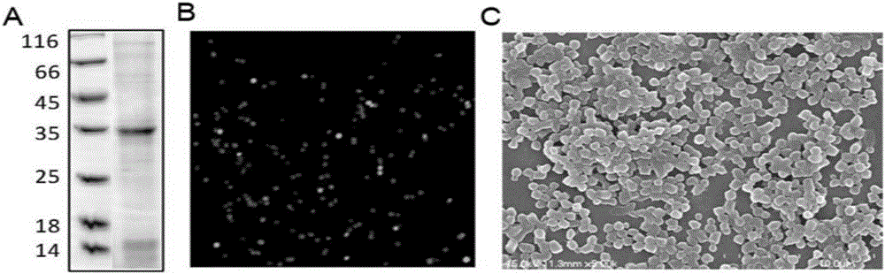 Method for preparing non-fusion-tag inclusion body protein nanoparticles