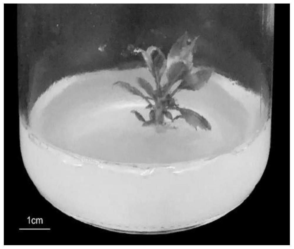 A method for constructing transgenic plants mediated by Agrobacterium rhizogenes