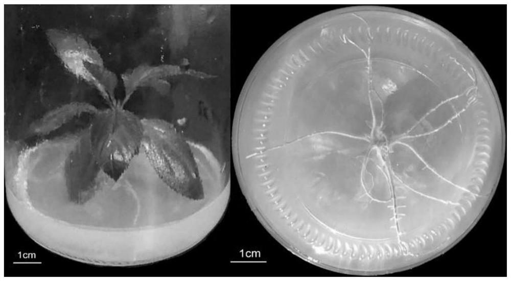 A method for constructing transgenic plants mediated by Agrobacterium rhizogenes