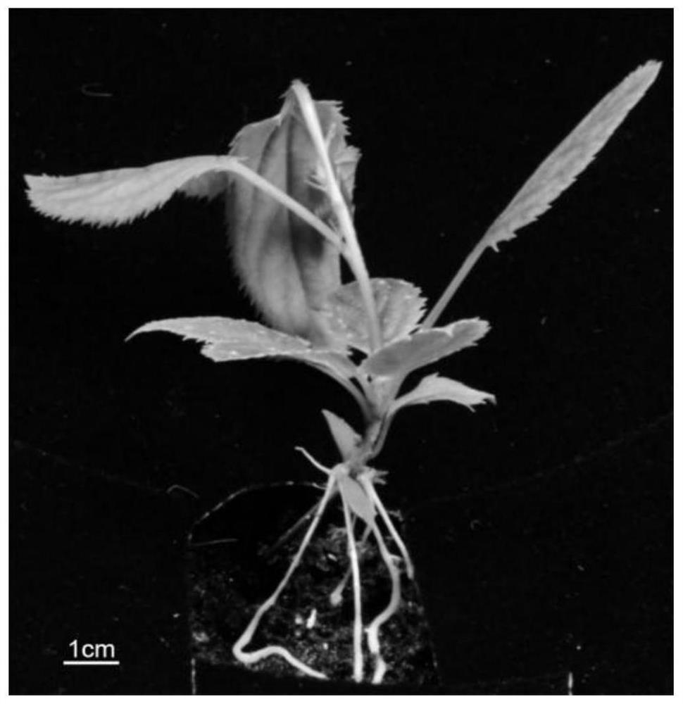 A method for constructing transgenic plants mediated by Agrobacterium rhizogenes