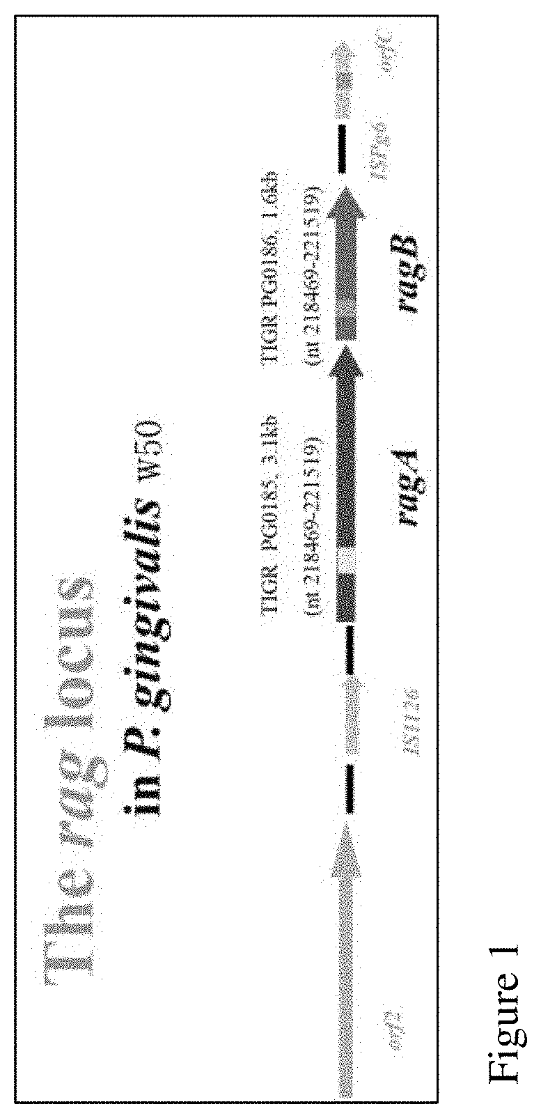 Cra4s1 gene, encoded cra4s1 protein, and application