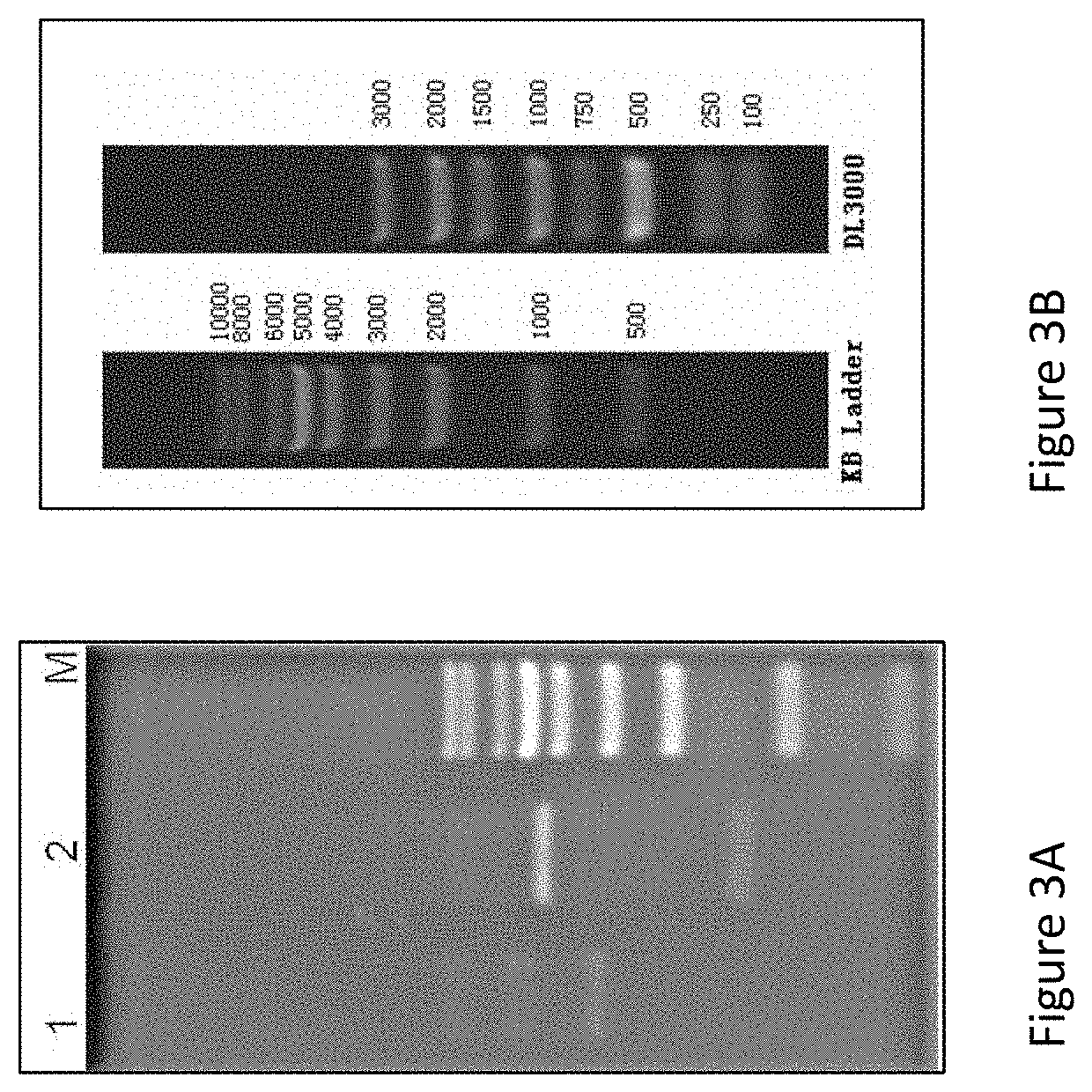 Cra4s1 gene, encoded cra4s1 protein, and application