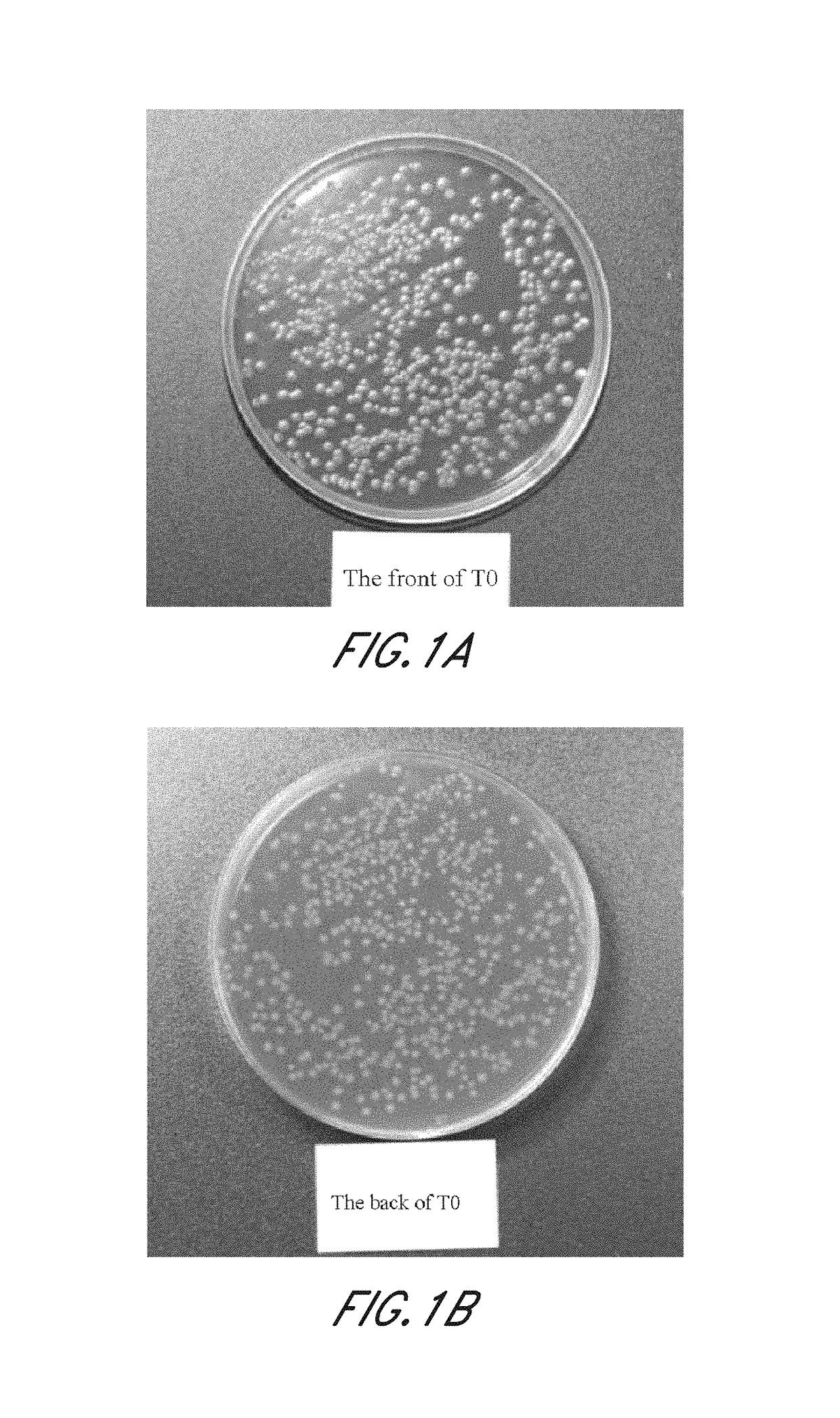 <i>Lactobacillus crispatus </i>and application thereof