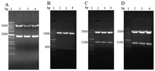 General type DNA vaccine for influenza A, and preparation method and application of general type DNA vaccine for influenza A