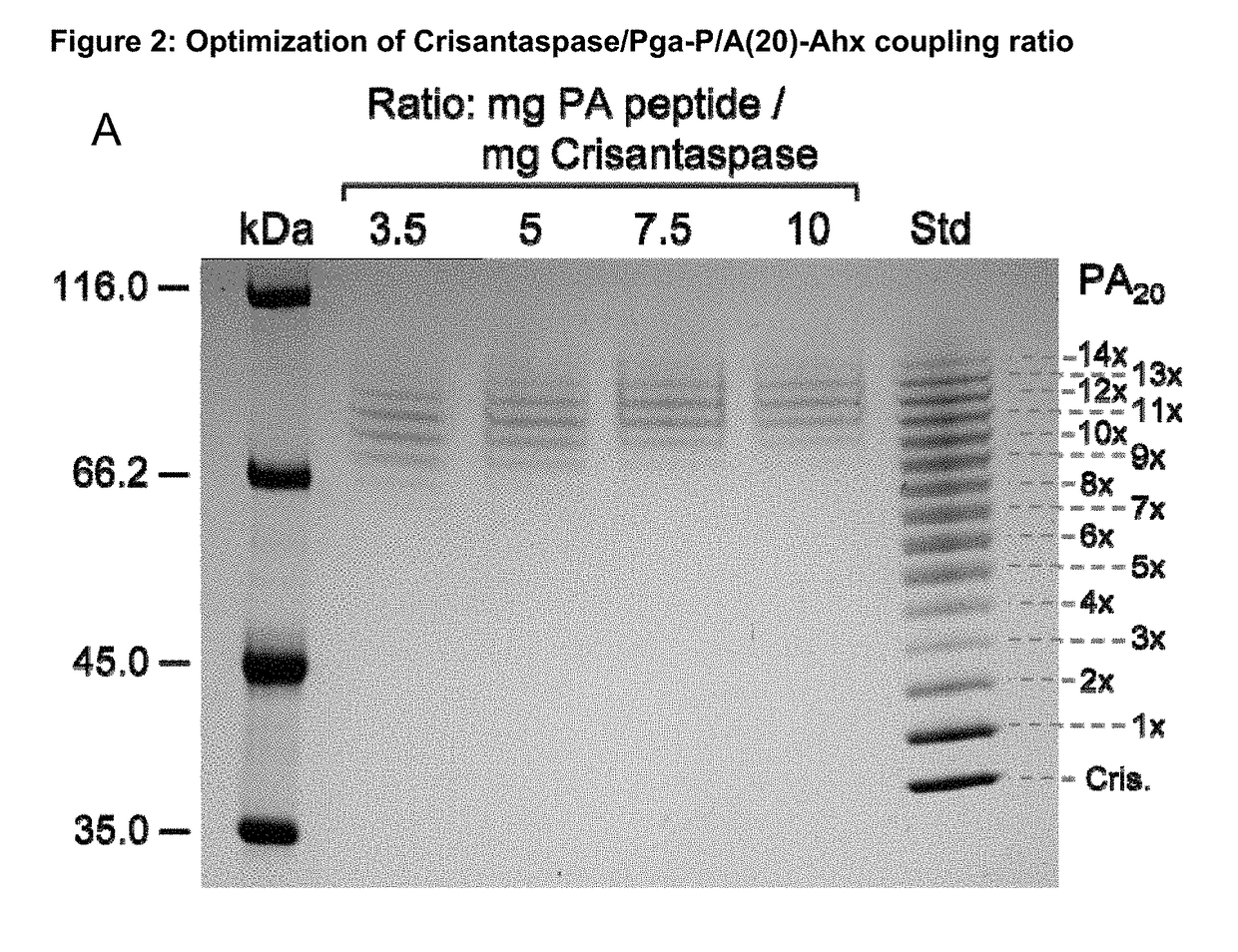 Modified L-Asparaginase