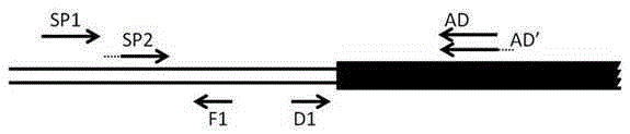 A method of acquiring an unknown flanking sequence of a known sequence