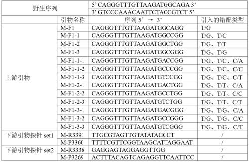 Primer pair probe combination product and its kit and detection method for detecting mitochondrial 3243a&gt;g mutation
