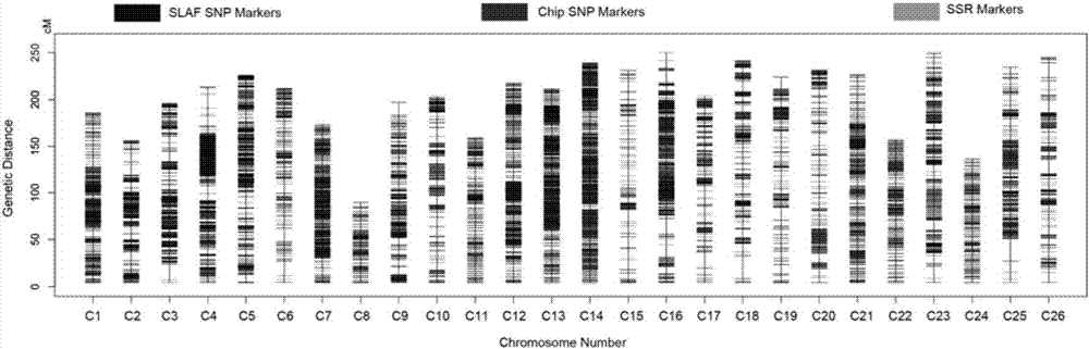 Upland cotton No. 4 chromosome and SNP molecular markers associated with fiber strength