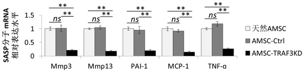 Anti-aging modification method of adipose-derived mesenchymal stem cells and application of anti-aging modification method