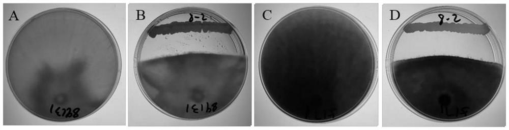 A strain of Bacillus amyloliquefaciens and its role in disease resistance and growth promotion of Pinellia chinensis