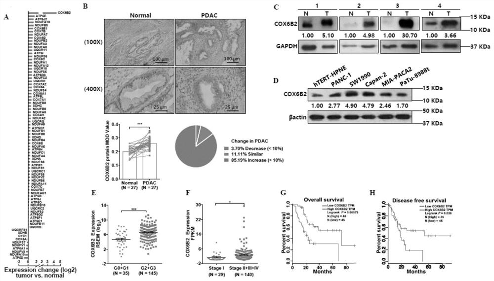 Application of metformin targeting COX6B2 in the preparation of drugs for the treatment of pancreatic cancer