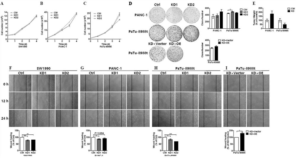 Application of metformin targeting COX6B2 in the preparation of drugs for the treatment of pancreatic cancer