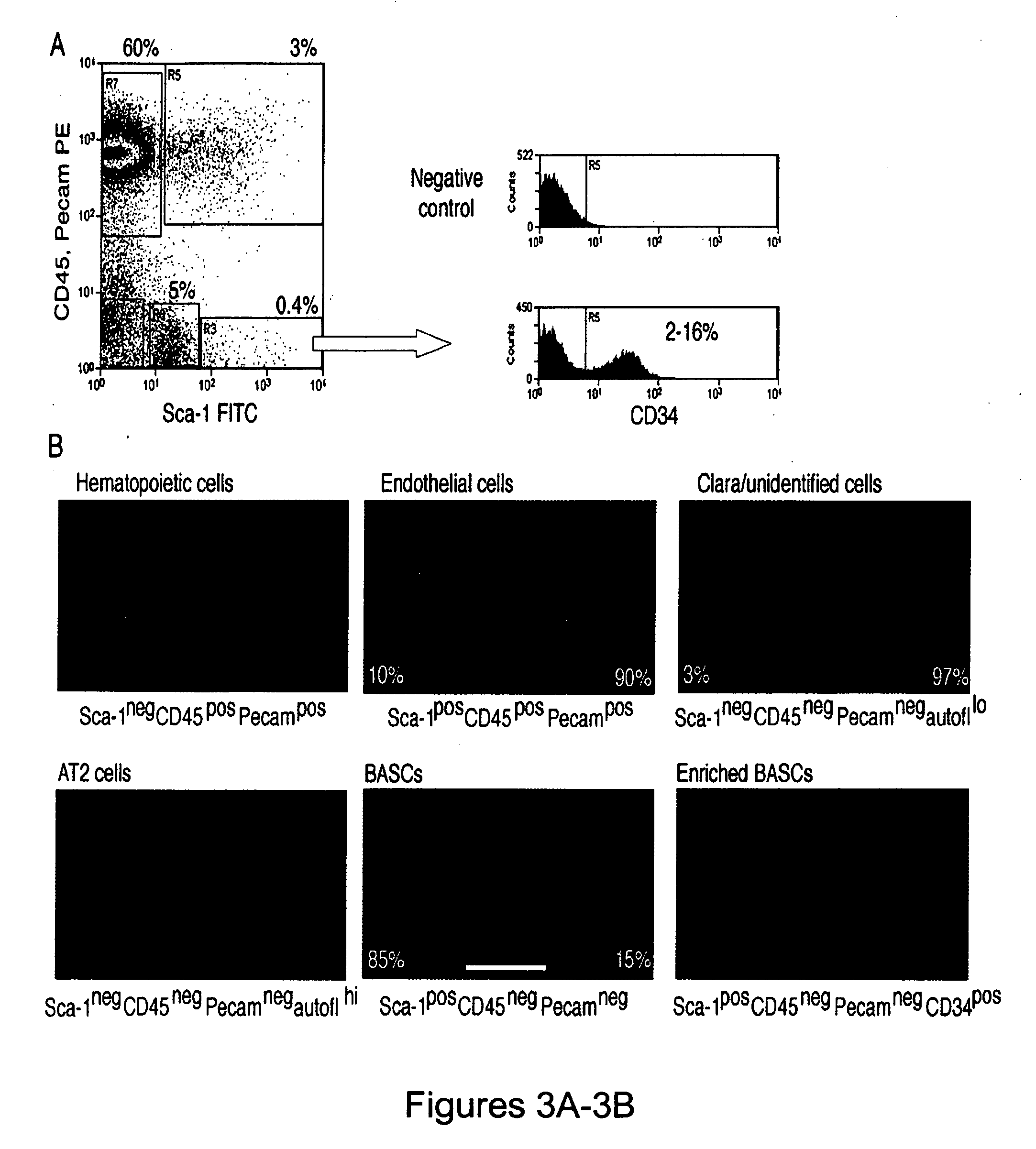 Bronchioalveolar stem cells and uses thereof