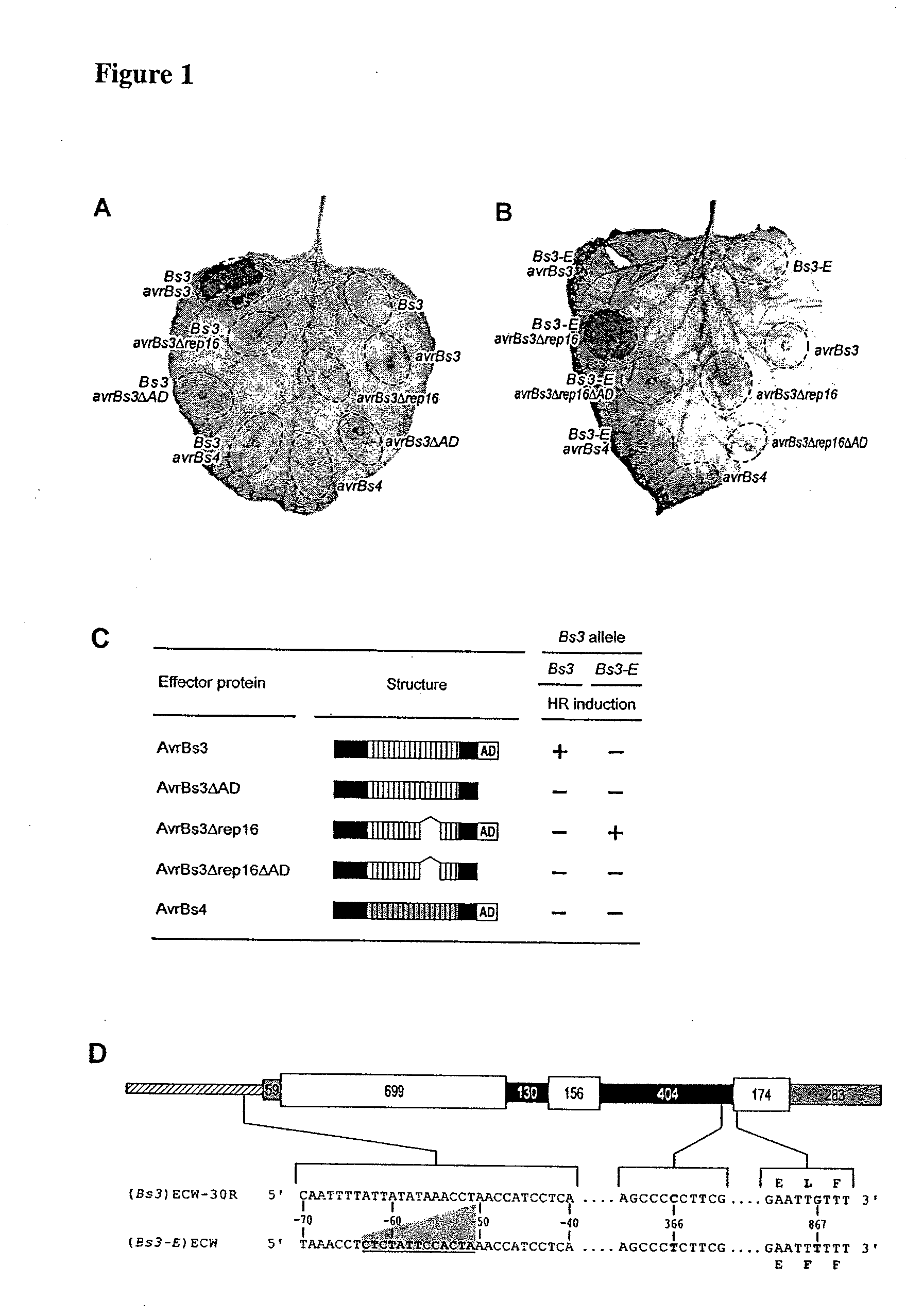 Bs3 resistance gene and methods of use