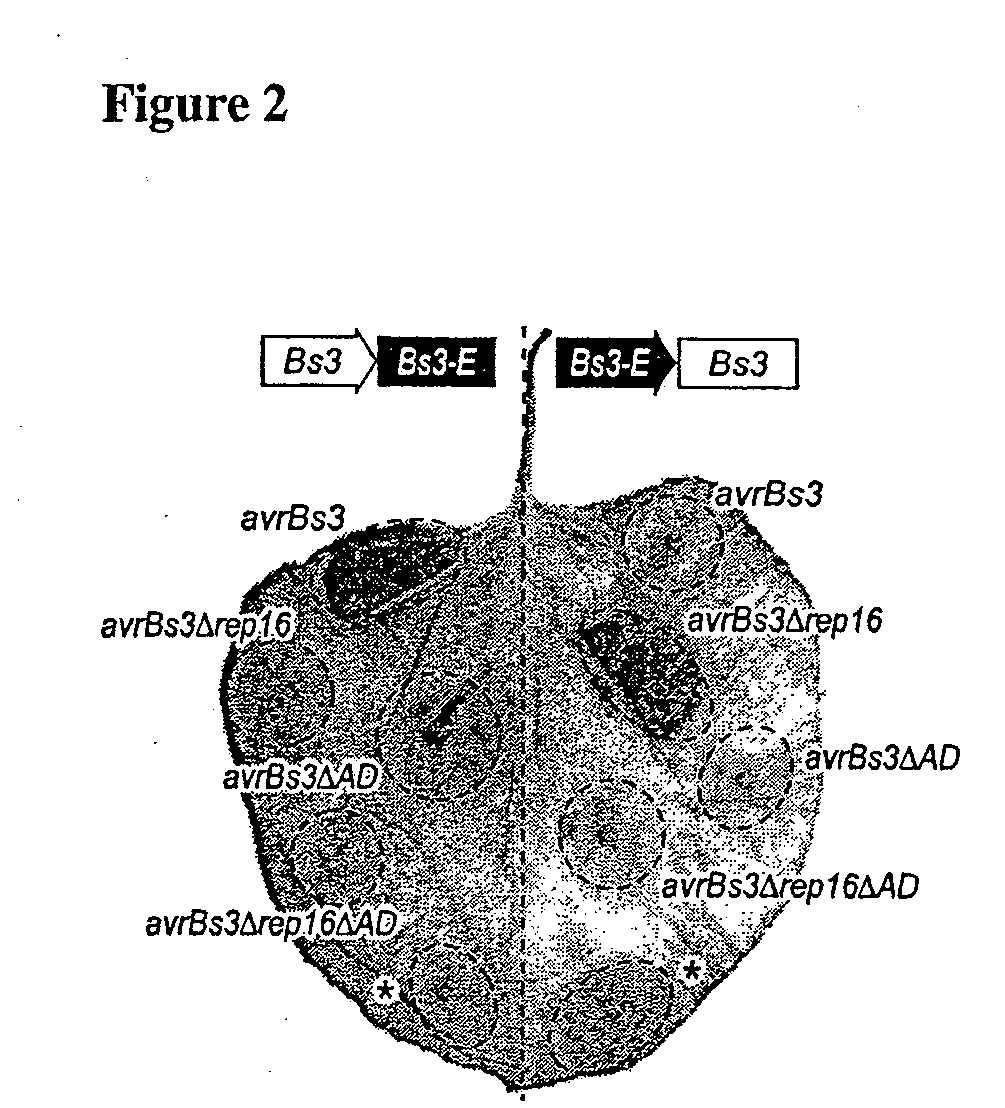 Bs3 resistance gene and methods of use