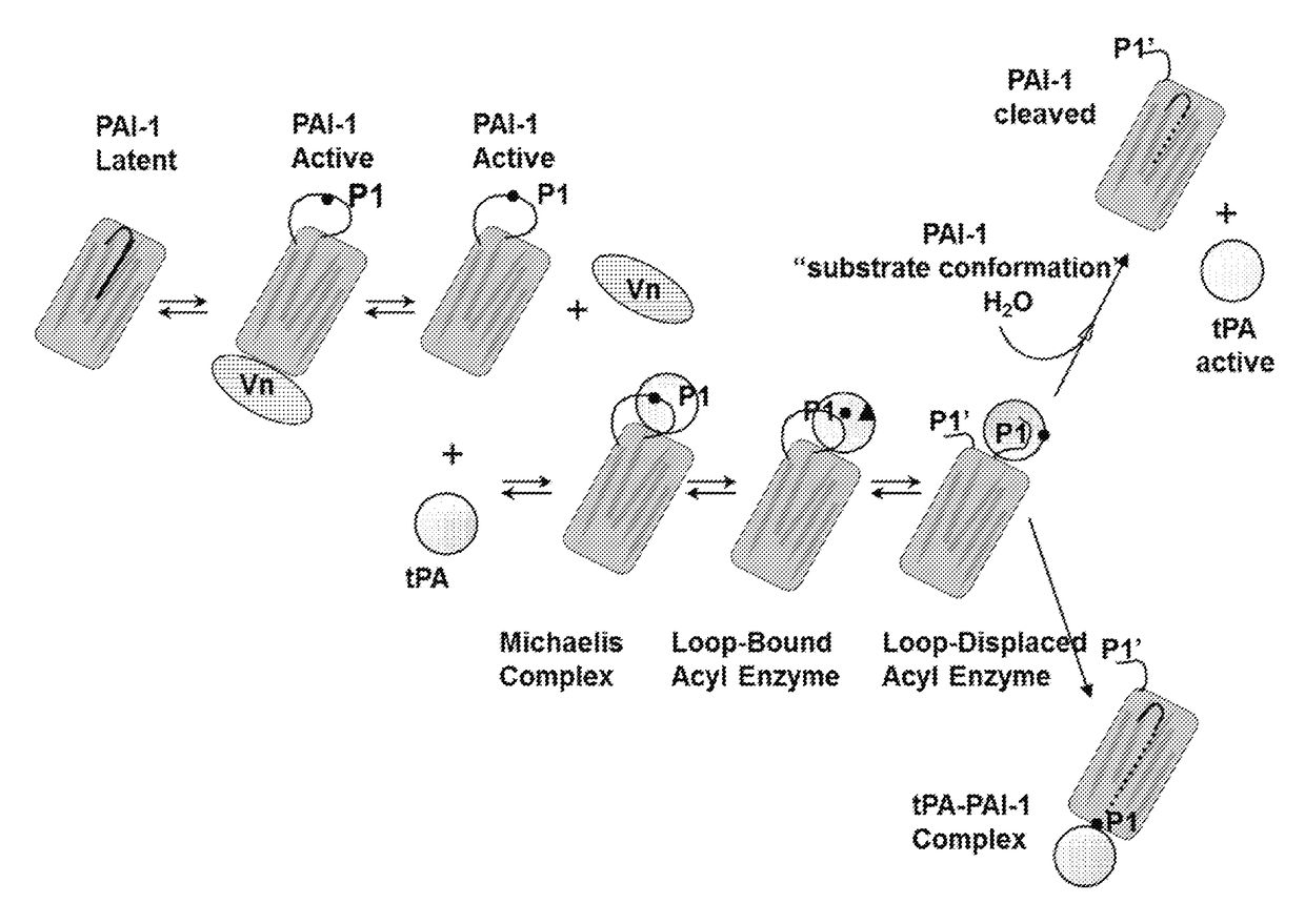 Antibodies to plasminogen activator inhibitor-1 (PAI-1) and uses thereof