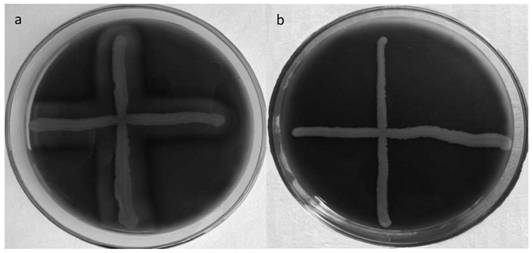 Biogenic amine degrading bacterium for improving poor fermented flavor of shrimp paste and application thereof