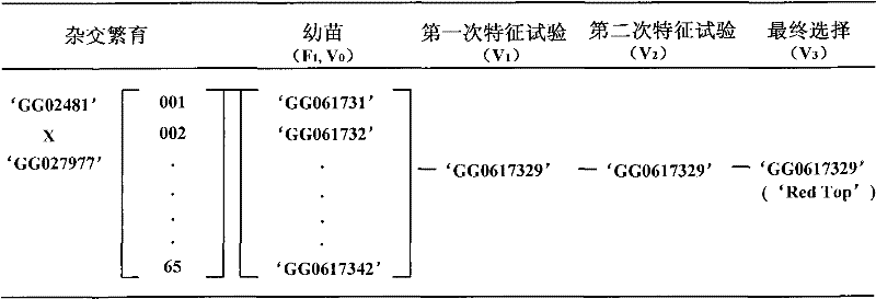 Method for cultivating new cactus variety redtop