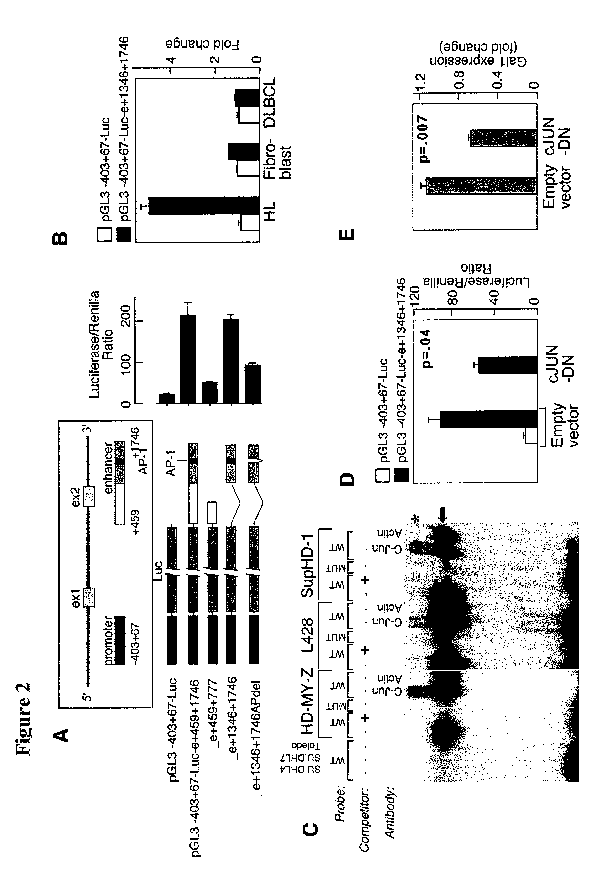 Compositions, Kits, and Methods for the Modulation of Immune Responses Using Galectin-1