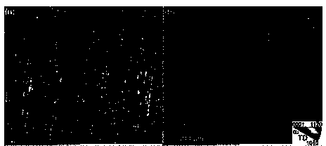 Preparation method for gamma-TiAl alloy fine fully lamellar microstructure with preferred oriented lamellar interface