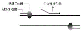 C-KIT gene multipoint mutation single tube fast detection method and kit