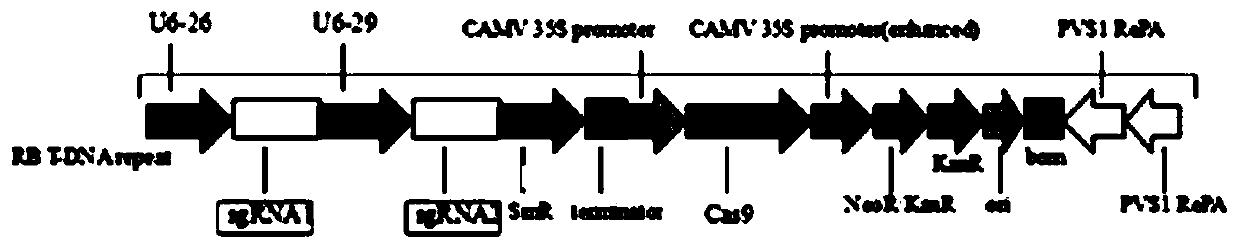 Method for obtaining rape variety with low seed glucosinolate content