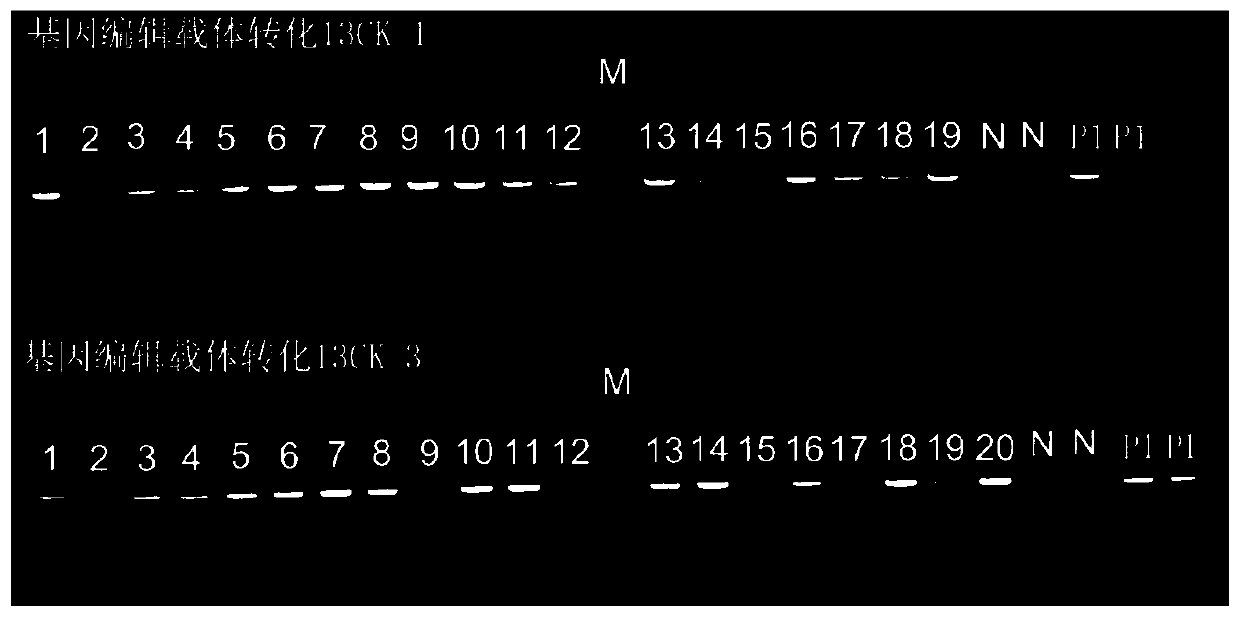 Method for obtaining rape variety with low seed glucosinolate content