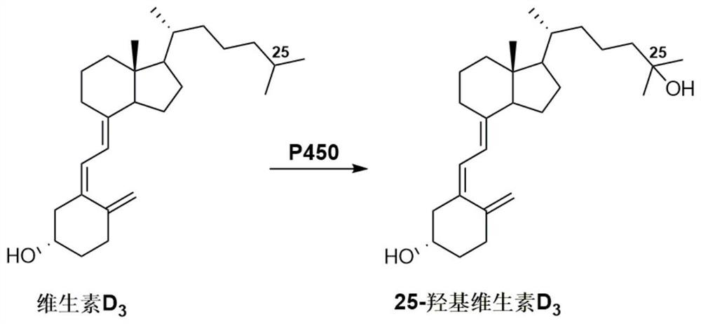 P450 enzyme mutant and application thereof