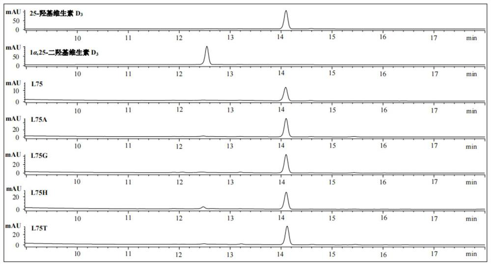 P450 enzyme mutant and application thereof