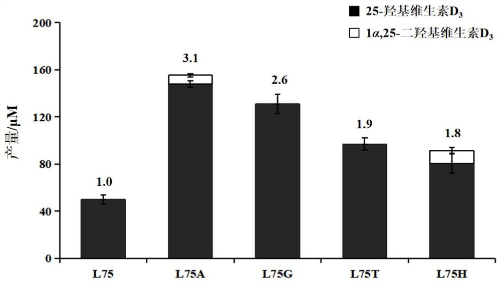 P450 enzyme mutant and application thereof