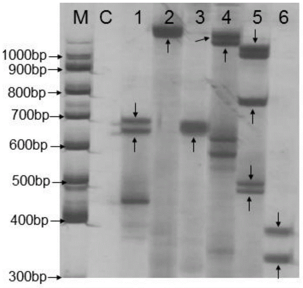 SSR labeled fingerprint of flammulina velutipes F3 strain and applications thereof